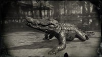 anerican_alligator