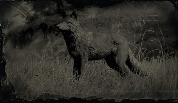 legendary_coyote-min