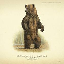 north_american_brown_bear_grizzly