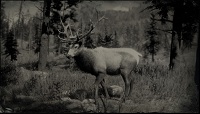 rocky_mountain_bull_elk1