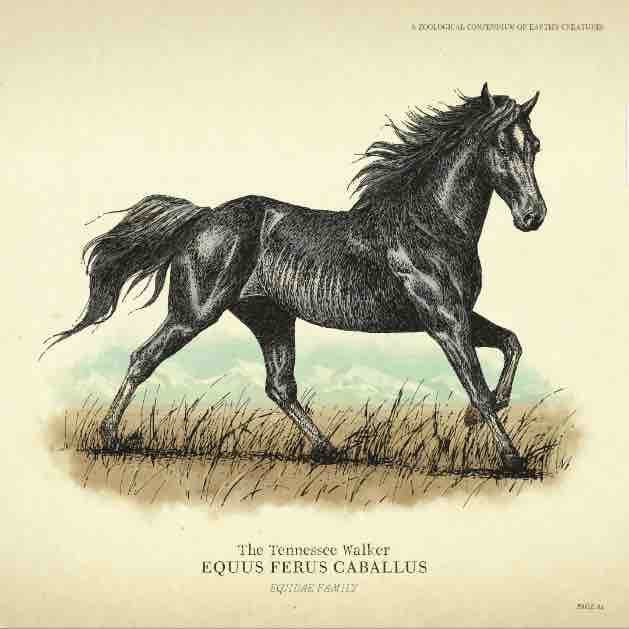 the_tennessee_walker