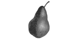 bartlett_pear