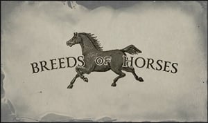 breed_of_horses
