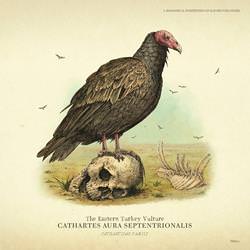 eastern_turkey_vulture