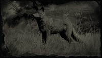 legendary_coyote